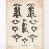 Wirbelsäulen Anatomie Kunst II | Codex Anatomicus New