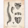 Wirbelsäulen Anatomie Kunst | Codex Anatomicus Sale