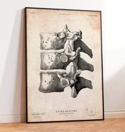 Wirbelsäulen Anatomie Kunst I | Codex Anatomicus Best