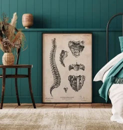 Wirbelsäulen Anatomie Kunst | Codex Anatomicus Sale