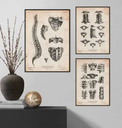 Wirbelsäulen Anatomie Kunst II | Codex Anatomicus New