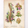Wirbelsäulen Anatomie mit Blumen - Vintage | Codex Anatomicus New