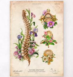 Wirbelsäulen Anatomie mit Blumen - Vintage | Codex Anatomicus New