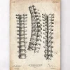 Wirbelsäulenan Atomiedruck | Codex Anatomicus Outlet