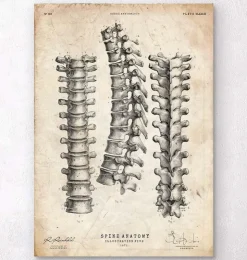 Wirbelsäulenan Atomiedruck | Codex Anatomicus Outlet