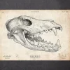 Wolfsschädel | Codex Anatomicus Online