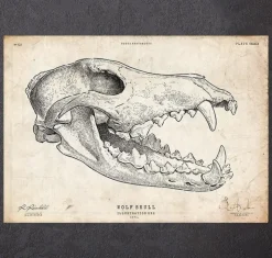 Wolfsschädel | Codex Anatomicus Online
