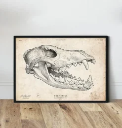 Wolfsschädel | Codex Anatomicus Online