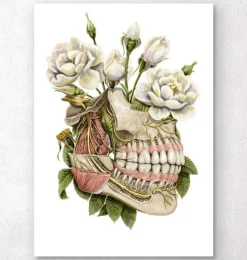 Zahn Anatomie - Floral | Codex Anatomicus Hot
