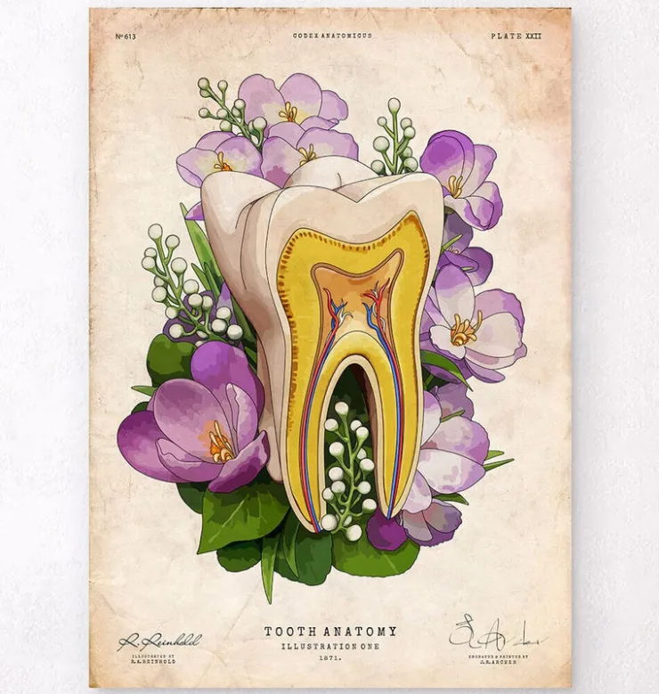 Zahn Anatomie - Floral - Altes Papier | Codex Anatomicus Online