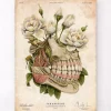Zahn Anatomie - Floral - Altes Papier | Codex Anatomicus New