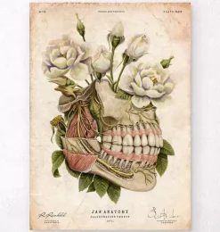 Zahn Anatomie - Floral - Altes Papier | Codex Anatomicus New