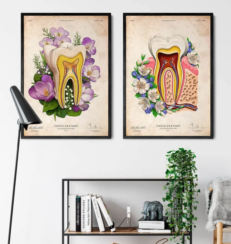 Zahn Anatomie - Floral - Altes Papier | Codex Anatomicus Online