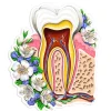 Zahn Anatomie Aufkleber - Floral | Codex Anatomicus Best