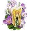Zahn Anatomie Aufkleber II - Floral | Codex Anatomicus Clearance