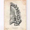 Zahn Anatomie Kunst | Codex Anatomicus Hot