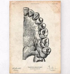 Zahn Anatomie Kunst | Codex Anatomicus Hot