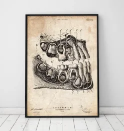 Zahn Anatomie Kunst | Codex Anatomicus Outlet