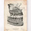 Zahnanatomie | Codex Anatomicus Online