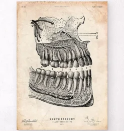 Zahnanatomie | Codex Anatomicus Online