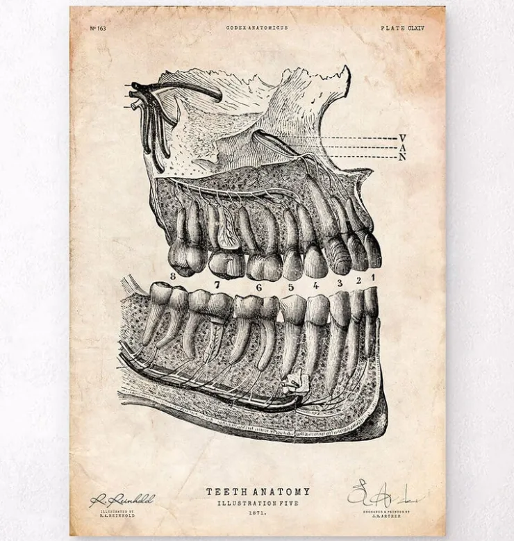 Zahnanatomie | Codex Anatomicus Online