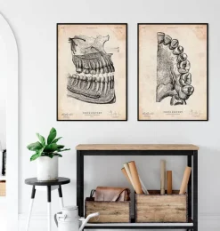 Zahnanatomie | Codex Anatomicus Online