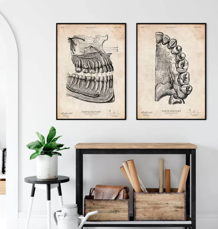 Zahnanatomie | Codex Anatomicus Online