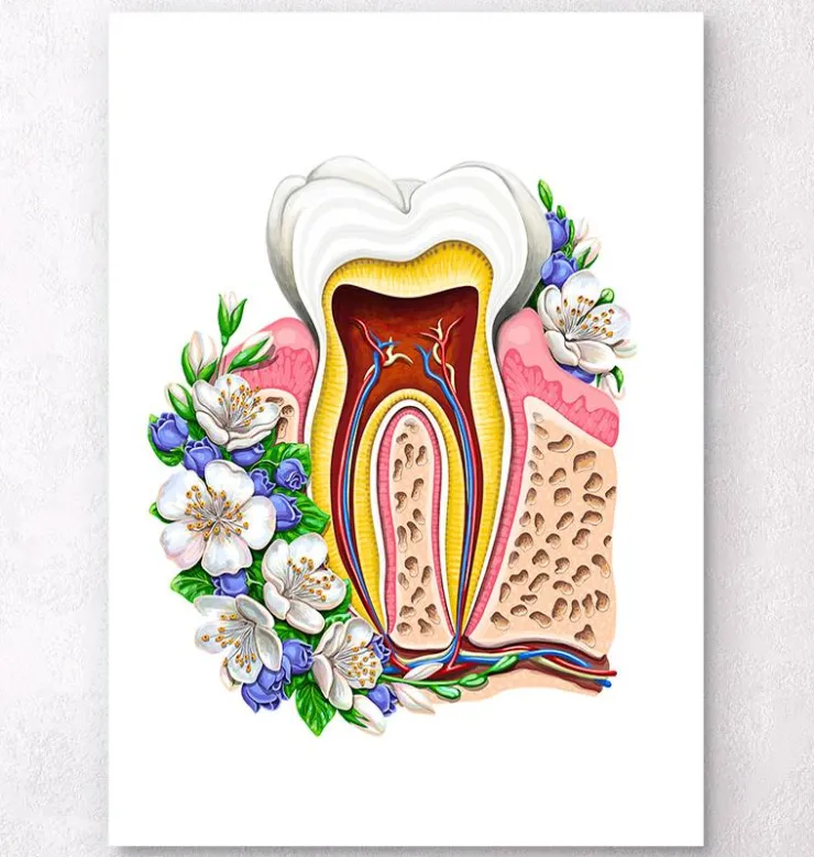 Zahnanatomie II - Floral - Weiß | Codex Anatomicus Sale