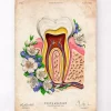 Zahnanatomie II - Floral - Vintage | Codex Anatomicus Clearance