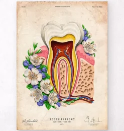 Zahnanatomie II - Floral - Vintage | Codex Anatomicus Clearance