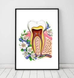 Zahnanatomie II - Floral - Weiß | Codex Anatomicus Sale
