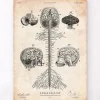 Zentrales Nervensystem | Codex Anatomicus Clearance