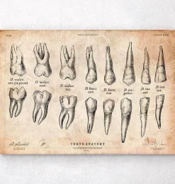 Zähne Anatomie Diagramm | Codex Anatomicus Online