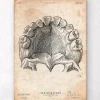 Zähne Anatomie Kunst | Codex Anatomicus Hot