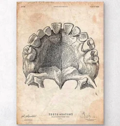 Zähne Anatomie Kunst | Codex Anatomicus Hot