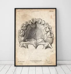 Zähne Anatomie Kunst | Codex Anatomicus Hot