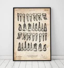 Zähne Diagramm Kunst | Codex Anatomicus Discount